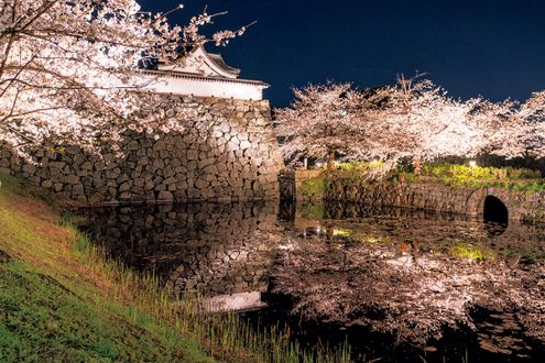 日本の桜絶景【中編】日本画家・千住 博さん、樹木医・鶴田 誠さん、日本画家・中島千波さん