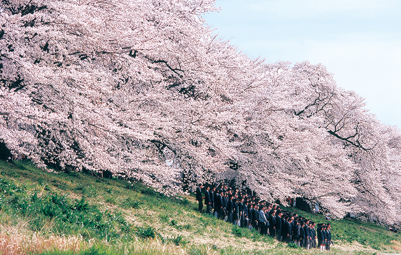 現品　山桜　自然樹形　株立　2.5mほど　山採り 楽天市場】山採りの通販