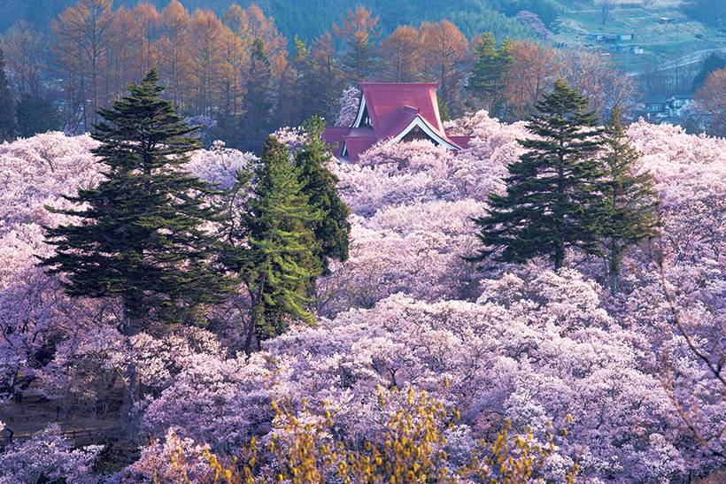 日本の桜絶景【後編】写真家・野呂希一さん、樹木医・藤原隆之さん