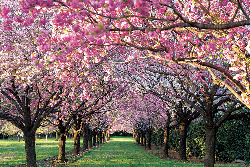 日本の桜絶景【後編】写真家・野呂希一さん、樹木医・藤原隆之さん