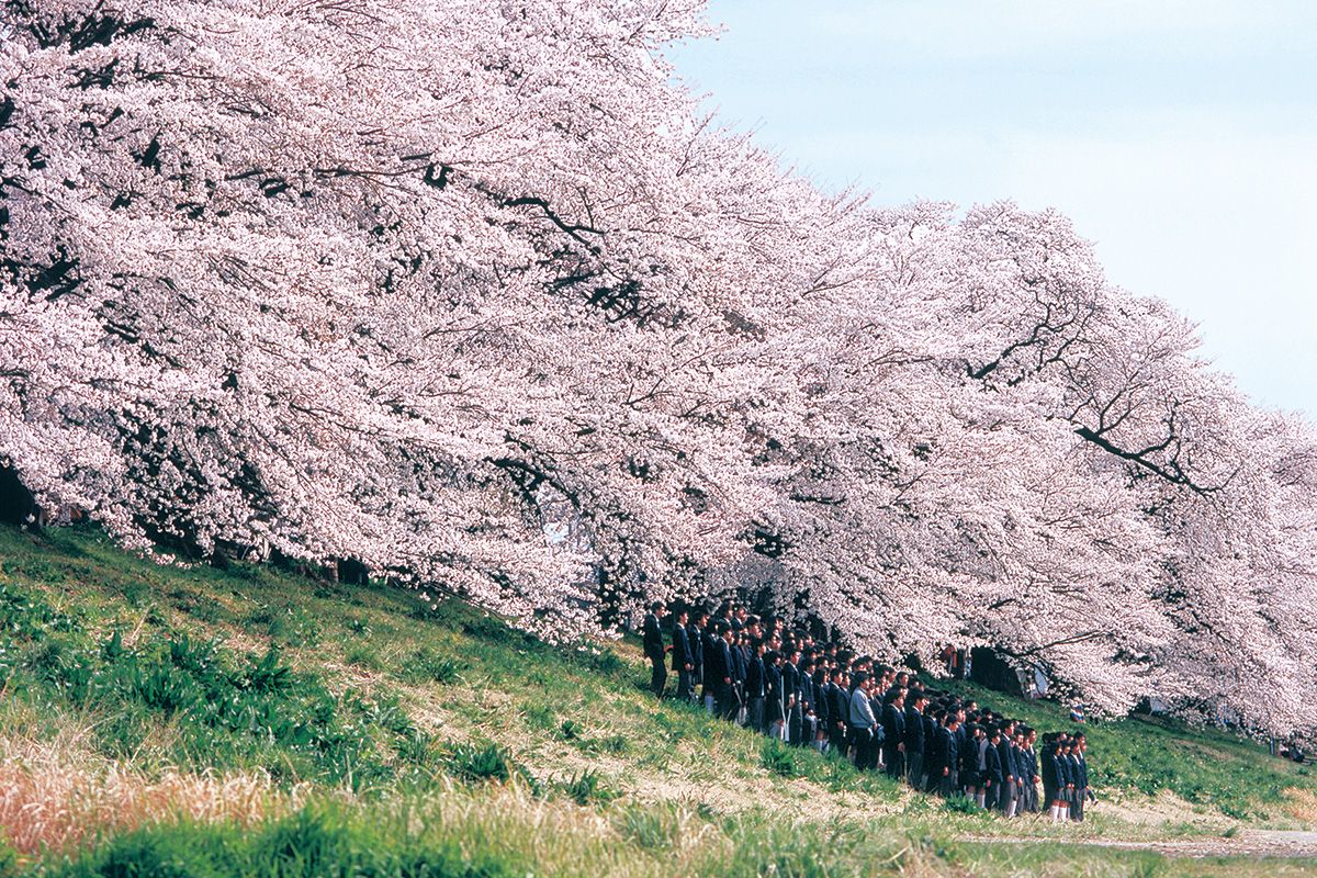 日本の桜絶景【後編】写真家・野呂希一さん、樹木医・藤原隆之さん、樹木医・和田博幸さん