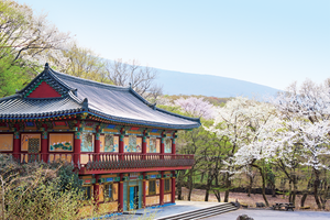 桜を求めて“済州島”を旅する。観音寺、三姓穴に咲く桜