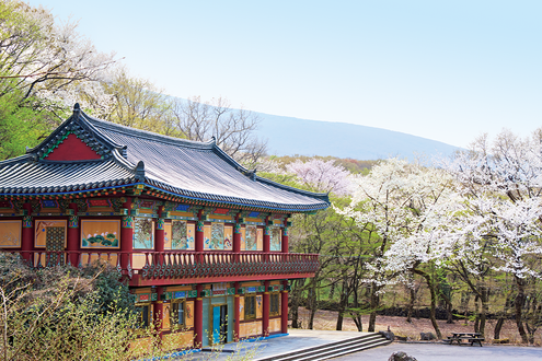 桜を求めて“済州島”を旅する。観音寺、三姓穴に咲く桜