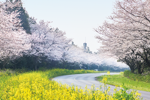 桜を求めて“済州島”を旅する。鹿山路、済州馬体験公園