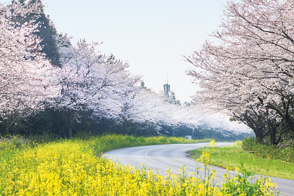 桜を求めて“済州島”を旅する。鹿山路、済州馬体験公園