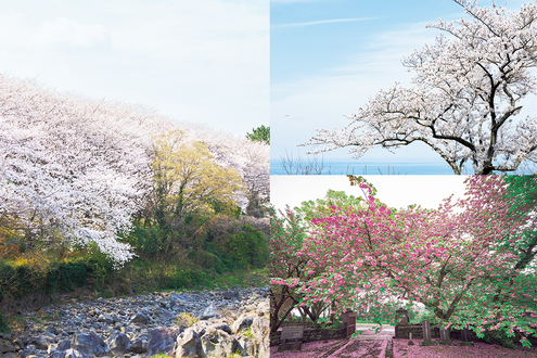 実は韓流名作ドラマの聖地、済州島 “桜旅”MAP