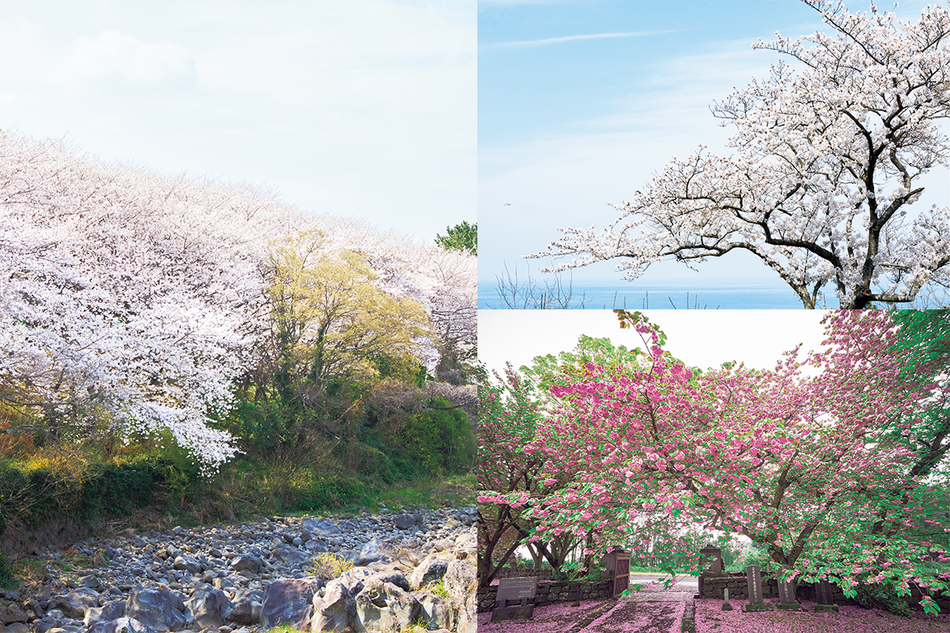 実は韓流名作ドラマの聖地、済州島 “桜旅”MAP