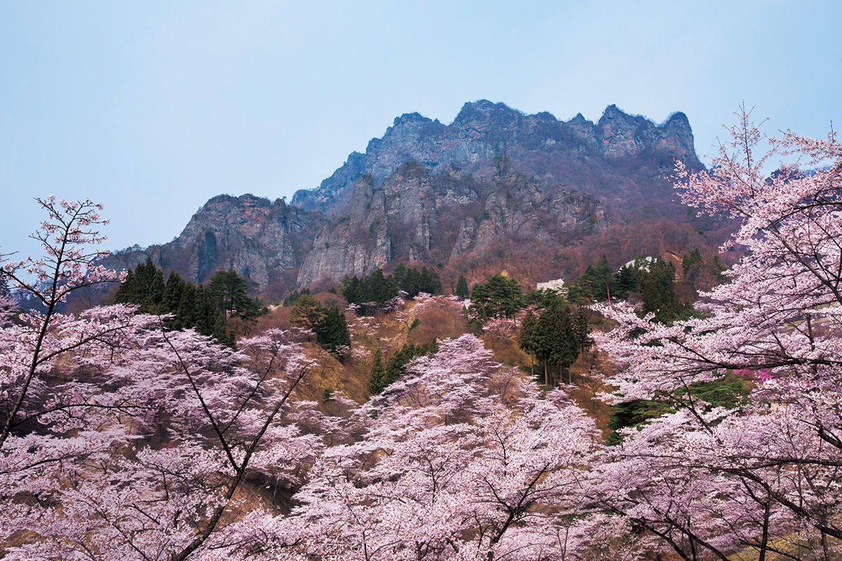 作家・五木寛之さん特別寄稿「ふたたび桜の季節に」