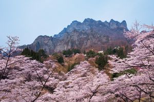 作家・五木寛之さん特別寄稿「ふたたび桜の季節に」