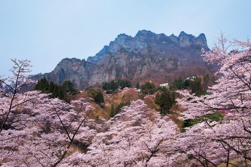 作家・五木寛之さん特別寄稿「ふたたび桜の季節に」