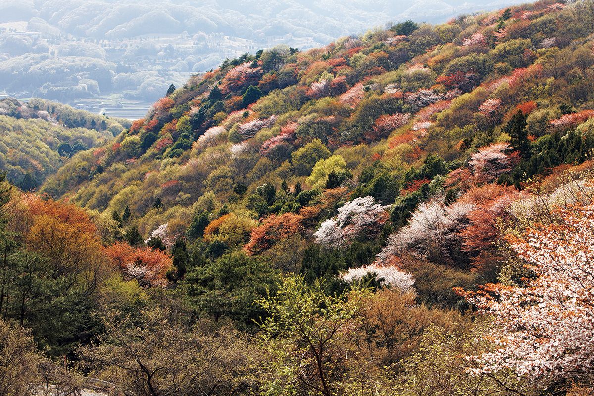 医師・解剖学者、養老孟司さん特別寄稿「桜と虫と」