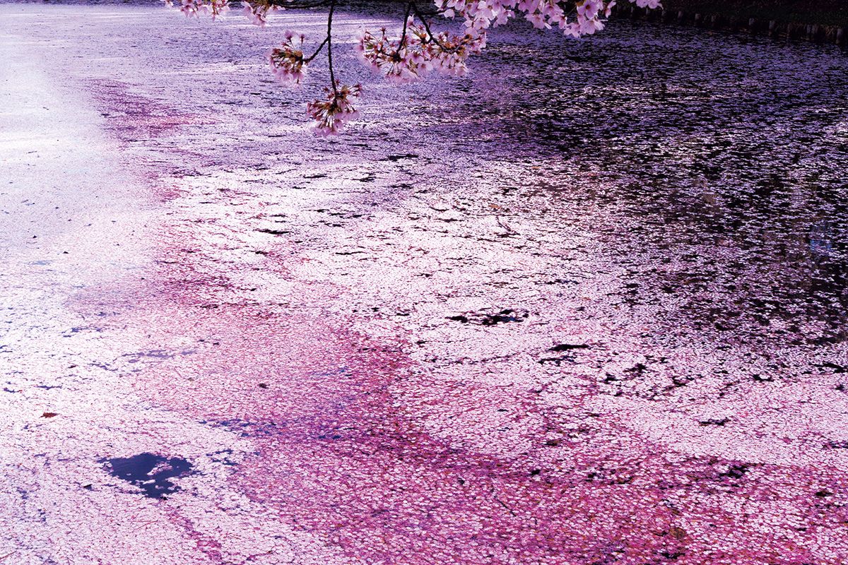 アーティスト・蜷川実花さん特別寄稿「桜に託された日本人の美意識をアートに昇華」