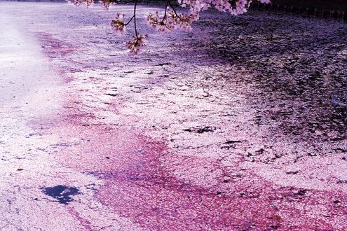 アーティスト・蜷川実花さん特別寄稿「桜に託された日本人の美意識をアートに昇華」