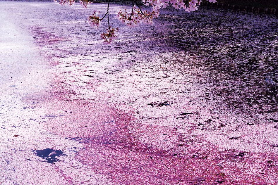 アーティスト・蜷川実花さん特別寄稿「桜に託された日本人の美意識をアートに昇華」