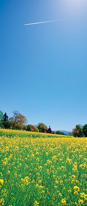 夏井いつきさん4月のエッセイ　季語“春風” 【連載「季語に親しむ」】