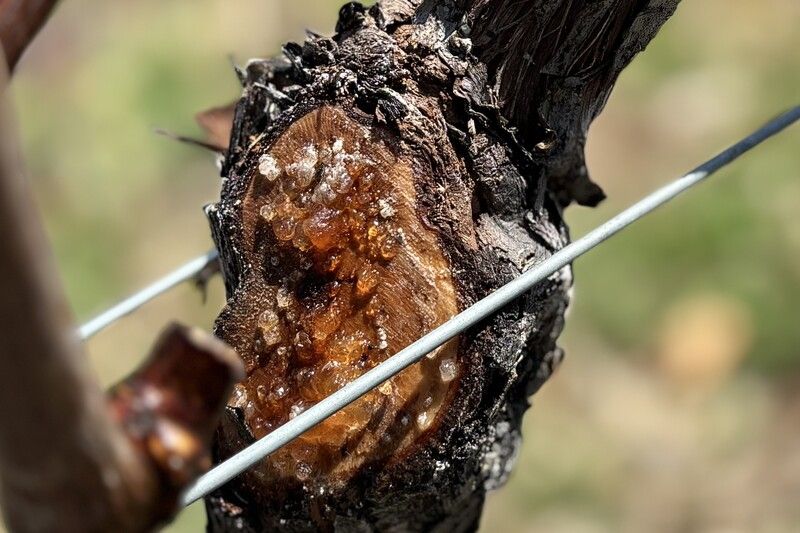 剪定された枝の切り口からこぼれる「ぶどうの涙」。