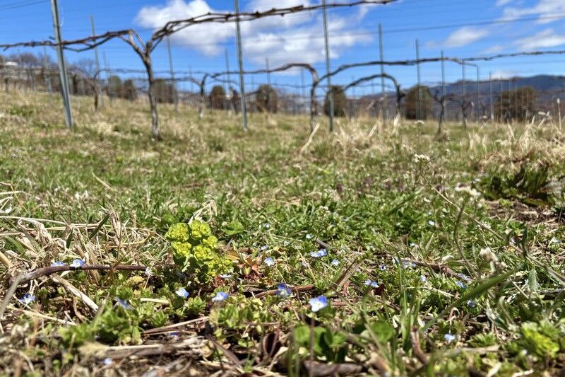 訪れたのは3月下旬。桜はまだ開花前だったが、足元にはオオイヌノフグリやホトケノザなどが咲き、春の気配が息づいていた。 