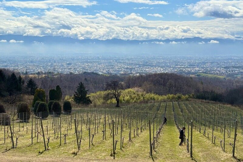 甲州を育てる棚仕立てのぶどう畑。