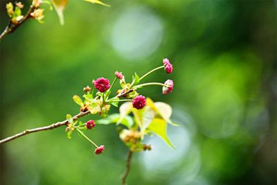 取材チームが訪れたときはあいにく開花前で、濃い紅色の小さなつぼみがたくさんついていた。花が散る頃に葉が出てくる染井吉野を見慣れている人は、花が散った後と勘違いしてしまうかもしれない。2025年4月26日撮影。