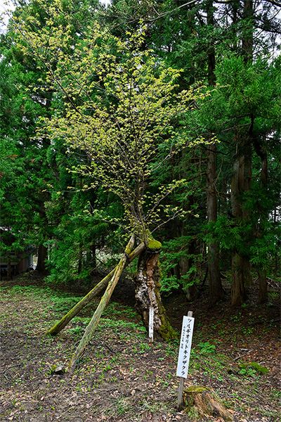 剱折戸菊桜は、道路脇に小さな木が１本だけ立っている。白い標識があるのですぐわかるが、開花していない時期は周囲の杉林に溶け込んで目立たない。私有地にあるので、マナーを守ってご鑑賞ください。