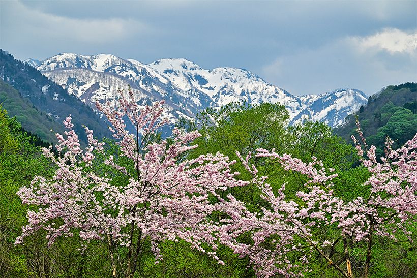 峰に残る雪がくっきりと写った一枚。あいにくの曇り空ながら、北陸らしい春の風景に出会えた。伊折橋のたもとに降りて、早月川（はやつきがわ）のせせらぎを聞きながら、澄んだ水面を眺めるのもおすすめ。心が洗われる。