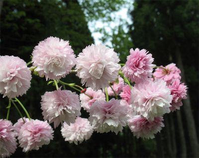 満開時の「剱折戸菊桜」。北陸に多い「菊桜」は1輪に花びらが100枚以上ある菊咲きの品種で、剱折戸菊桜は約２００枚。撮影／大原隆明（富山中央植物園）