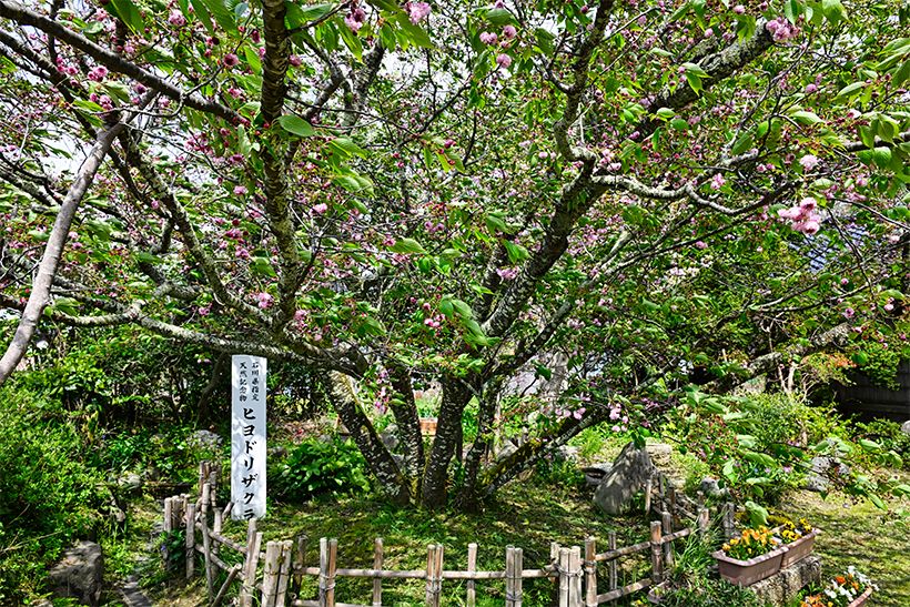個人宅の庭で、のびのびと枝を伸ばし、花を咲かせている「飯川のヒヨドリザクラ」。1972年に石川県指定天然記念物になった。2025年4月25日撮影。
