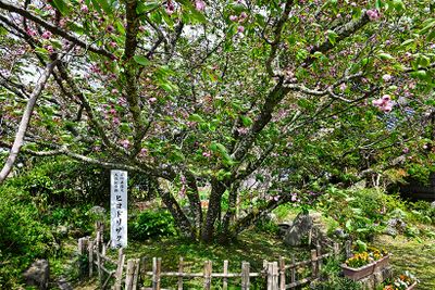 個人宅の庭で、のびのびと枝を伸ばし、花を咲かせている「飯川のヒヨドリザクラ」。1972年に石川県指定天然記念物になった。2025年4月25日撮影。