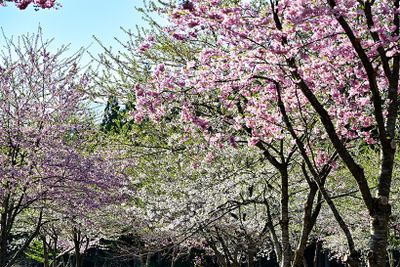 広場には北陸固有の品種ではないが、2種類の桜が植えられている。ピンク色の桜が「思川（オモイガワ）」、白に近い淡いピンク色の桜が「小松乙女（コマツオトメ）」。「思川」は遅咲き、「小松乙女」は早咲きなので、一斉に満開とはならないが、長い期間、桜を楽しめる。ちなみに、遅咲き早咲きは、染井吉野と比較しての話。