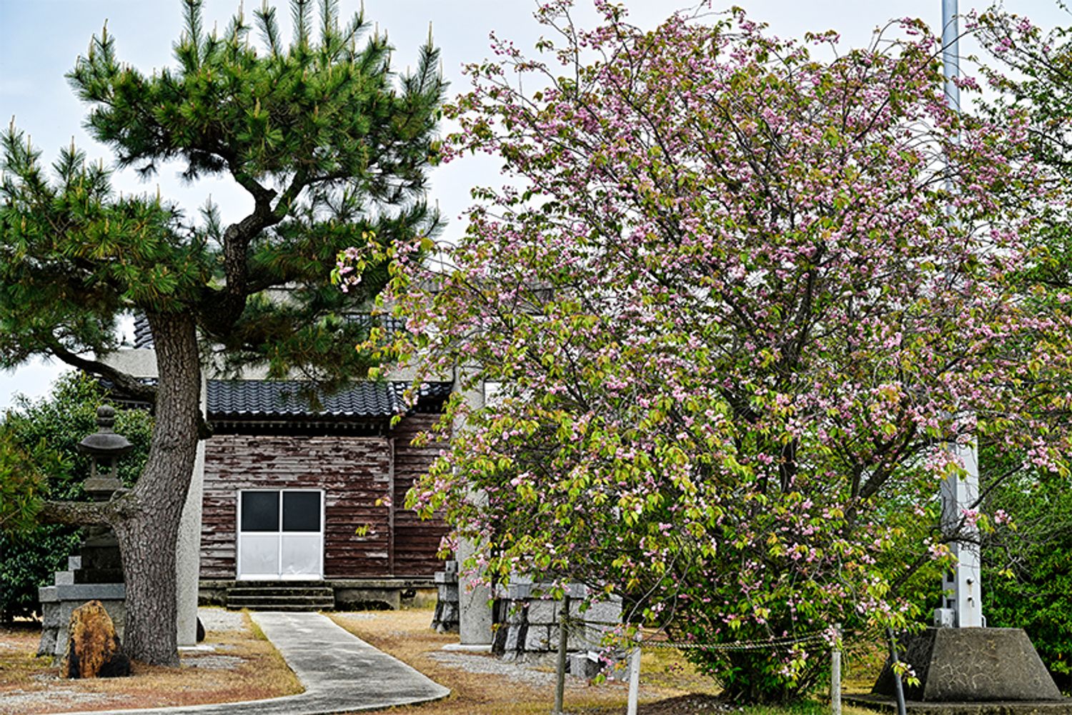 富山県地方鉄道本線・中加積駅より徒歩約15分の田園地帯にある嶋町神社。そばに立つ2本の避雷針を目印に探せば、遠くからでもすぐに見つかる。「嶋町菊桜」は根に近いところにも花がつくため、木全体が桜に覆われている印象。写真左にある力強い松と華やかな桜の対比も面白い。駐車場はないので、車で行く場合は通行の妨げにならないようご注意を。