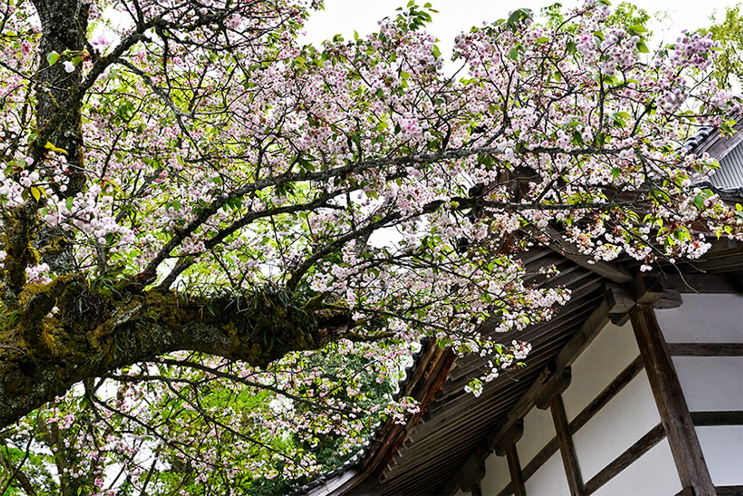 推定樹齢160年の「浄教寺てまり桜」。2025年4月22日。