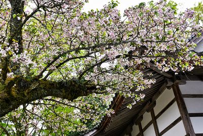 推定樹齢160年の「浄教寺てまり桜」。2025年4月22日。
