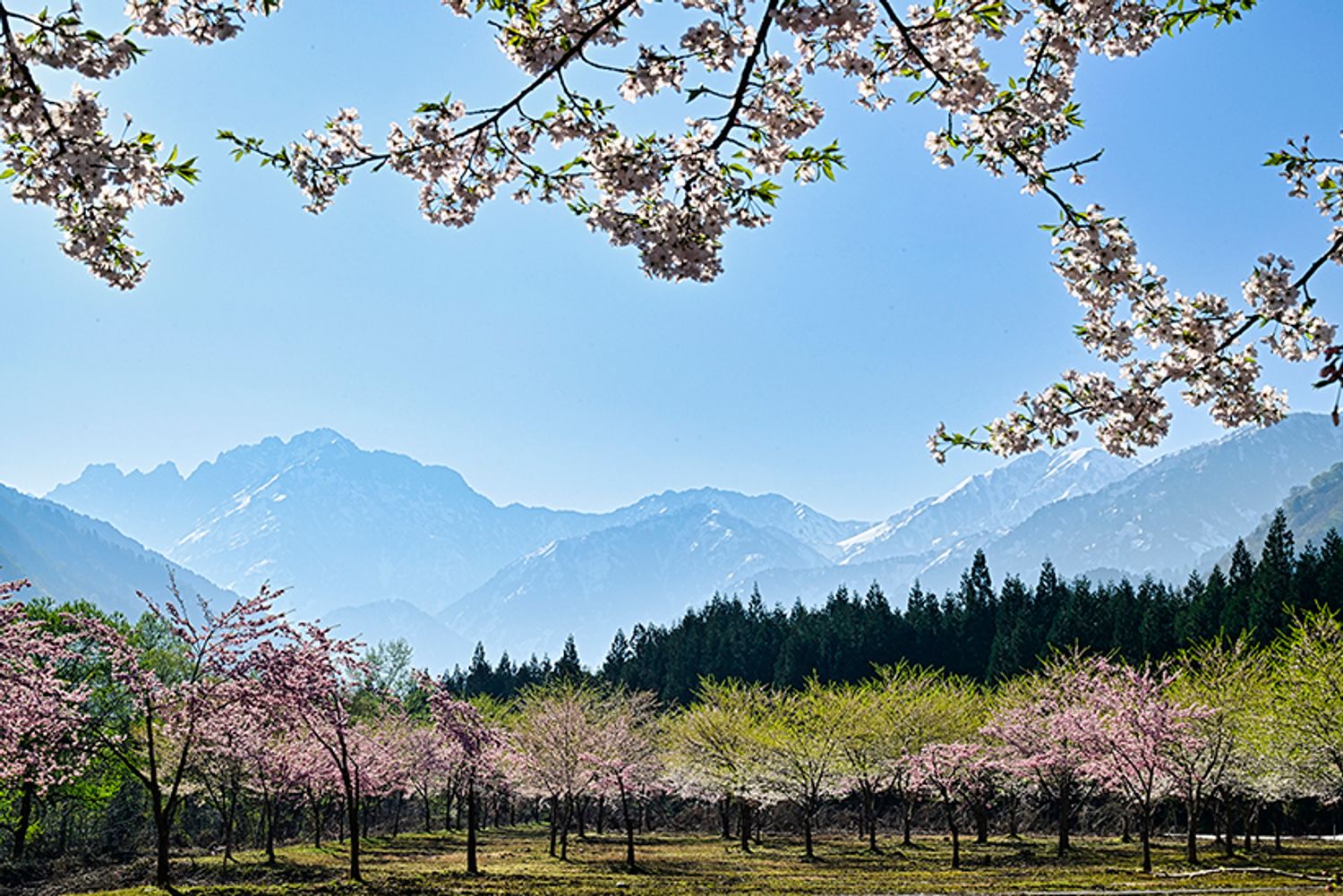 伊折橋左岸広場から見る立山連峰と桜。山は左から、日本百名山の一座で標高2999mの剱岳（つるぎだけ）、奥大日岳（おくだいにちだけ）、大日岳（だいにちだけ）。2025年4月26日撮影。