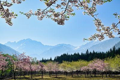 伊折橋左岸広場から見る立山連峰と桜。山は左から、日本百名山の一座で標高2999mの剱岳（つるぎだけ）、奥大日岳（おくだいにちだけ）、大日岳（だいにちだけ）。2025年4月26日撮影。
