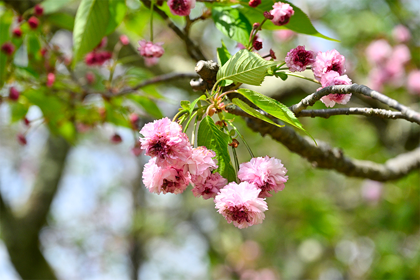 まだまだあります！ 家庭画報本誌でご紹介しきれなかった 北陸のお花見
