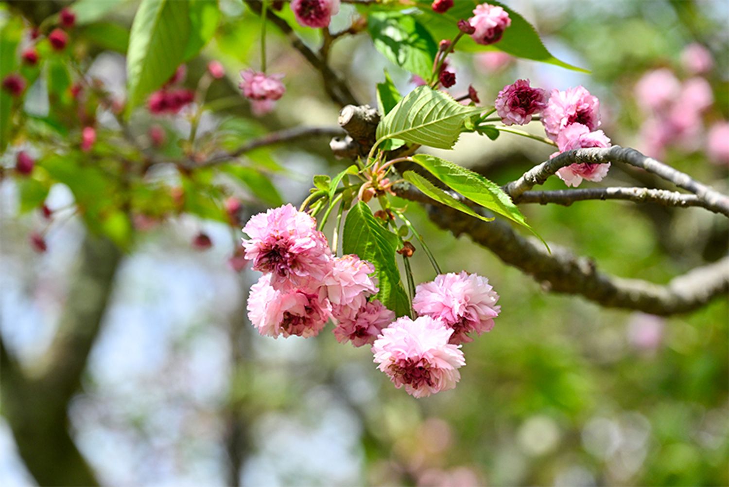 さくらんぼのようにも見える花の付き方も愛らしい。花の中から花が現れる「段咲き」の桜で、写真の中心部の色が濃いのは、開く前の花びらが密集しているため。満開の時期、中の花が開くと、花全体が薄いピンク色のポンポンのようになる。おうちの方によると、花が終わる頃は、「3つ、４つの桜が枝ごと落ちる」のだそう。