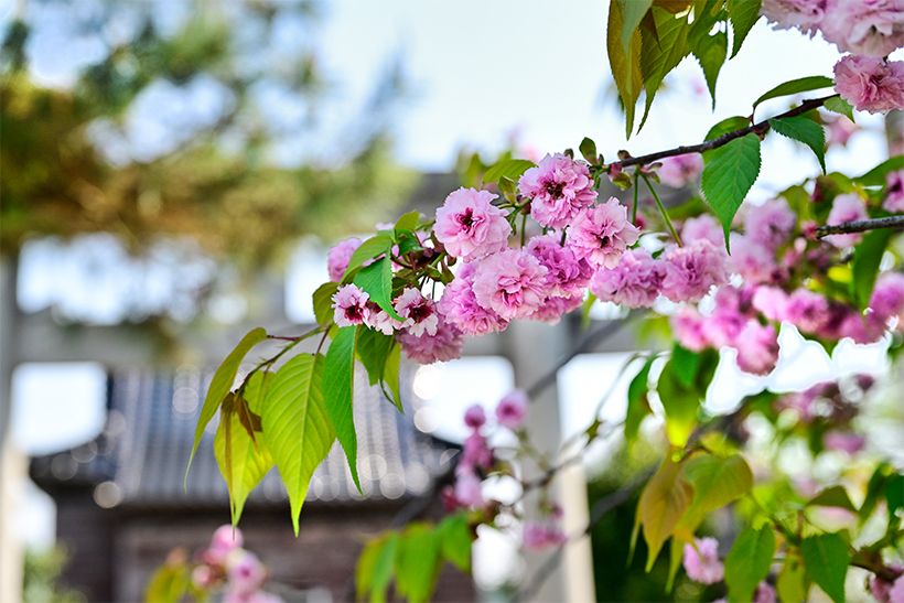 嶋町神社の境内にある「嶋町菊桜」。花びらは1輪につき200枚前後といわれる。2025年4月26日撮影。
