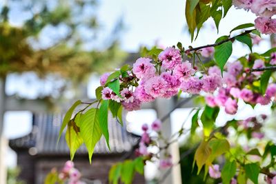 嶋町神社の境内にある「嶋町菊桜」。花びらは1輪につき200枚前後といわれる。2025年4月26日撮影。