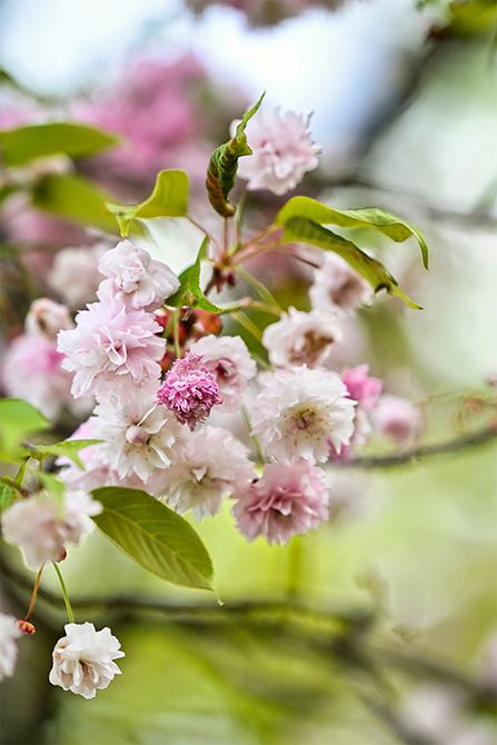 調査研究の結果、「浄教寺てまり桜」は、純粋なヤマザクラが菊咲きになったものと判明。そうした菊桜は「浄教寺てまり桜」を含め3種類しか確認されていないのだそう。また、花の中心から花が現れる「段咲き」である点も珍しい。