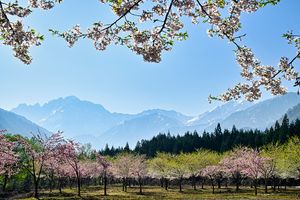 まだまだあります！ 家庭画報本誌でご紹介しきれなかった 北陸のお花見スポット＆貴重な菊桜４選