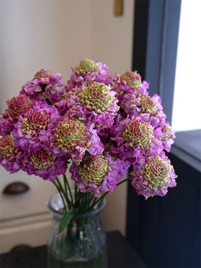 花弁にフリンジが入るフリフリスカビオサの1種、‘ヒマリ’。花心のシックな色合いが、花弁の気品ある薄紫をより美しく引き立てます。花心が盛り上がり、立体感のある花形です。