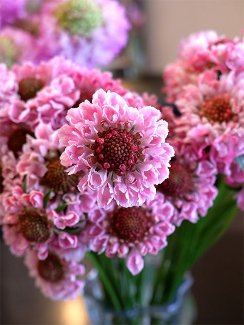 スタンダード系のスカビオサ‘しおり’。このピンクのかわいらしさはたまりません。花心の濃いピンクで花がぐっと引き締まった印象になります。