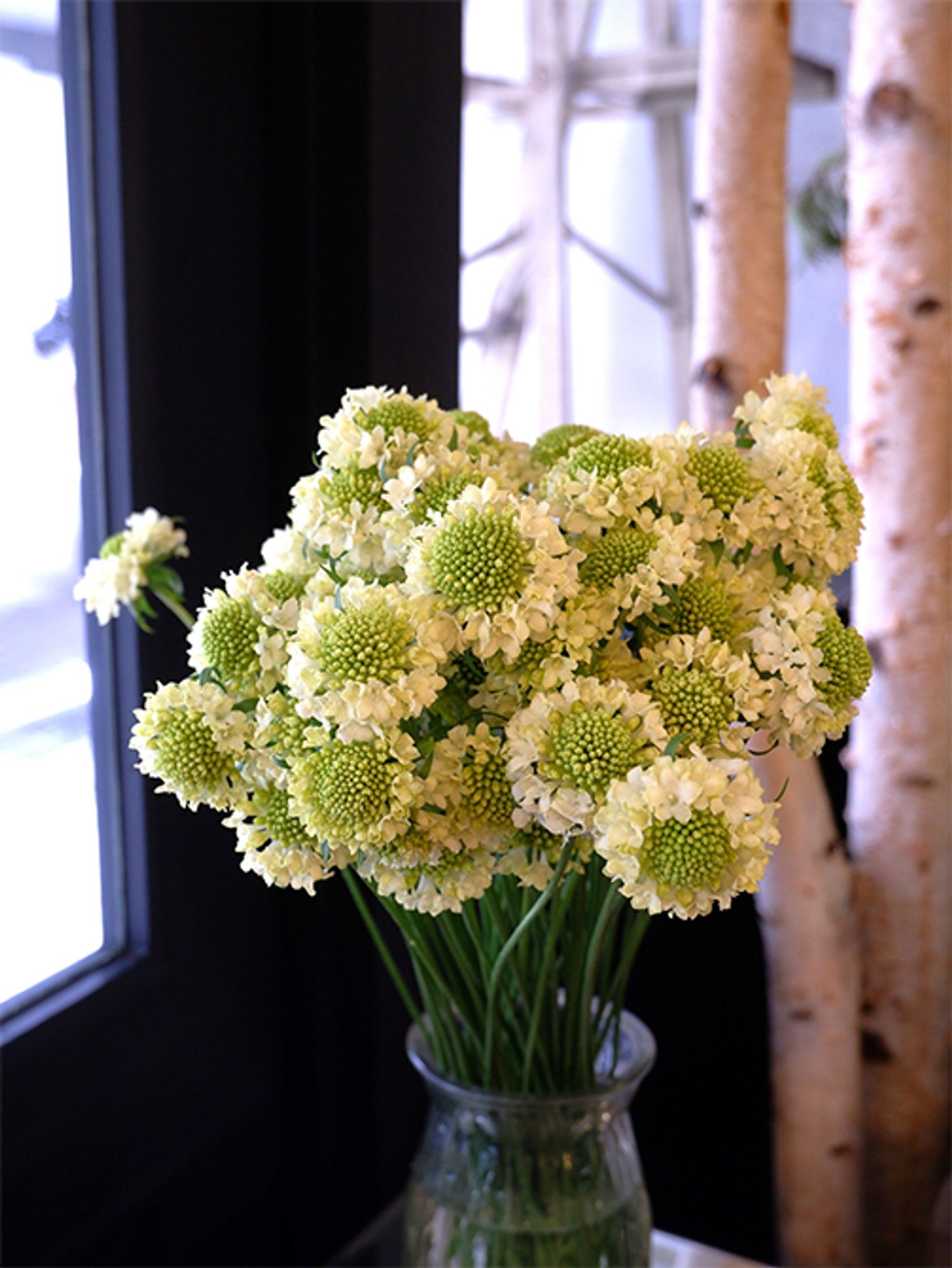 スカビオサには珍しい淡い黄色系の‘ルナ’。この花色は生産するのがとても難しいそうで、貴重な花を贈り花に使用させてもらっています。