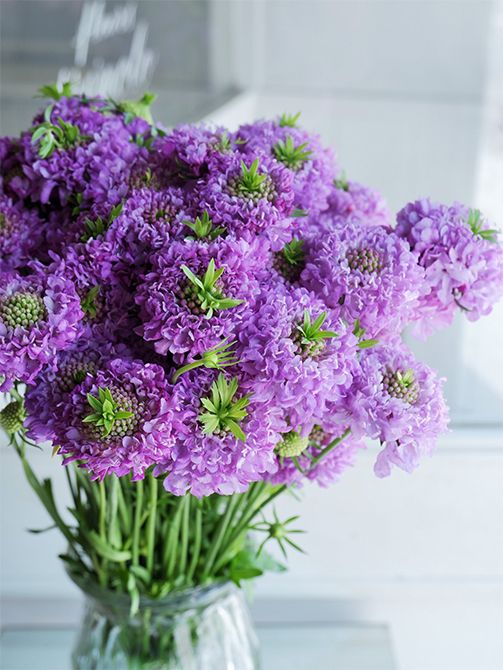 花心から葉っぱが出るユニークな‘ちょんまげ市助’。‘ちょんまげ’シリーズの元祖で、思わず笑みがこぼれるこの姿に、多くの人が魅了されました。その後、花色違いでさまざまな‘ちょんまげ’が登場しています。