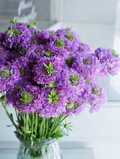 花心から葉っぱが出るユニークな‘ちょんまげ市助’。‘ちょんまげ’シリーズの元祖で、思わず笑みがこぼれるこの姿に、多くの人が魅了されました。その後、花色違いでさまざまな‘ちょんまげ’が登場しています。