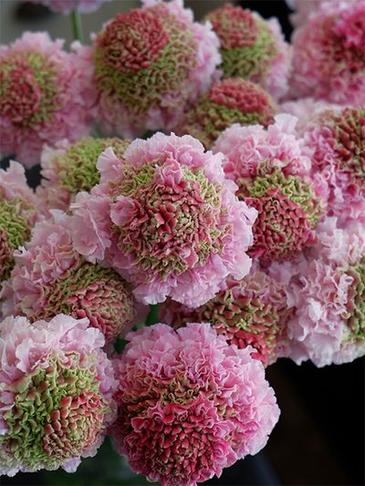 花弁にフリンジが入るフリフリスカビオサの‘ハルル’。このボリューム感は寺尾さんオリジナルならではです。