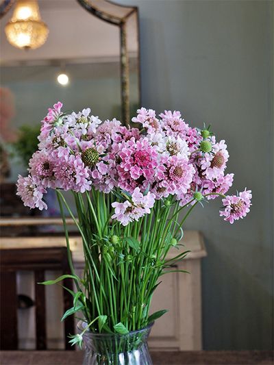 スカビオサらしいスタンダードな花形の‘イチゴミルク’。白からピンクへのグラデーション  の美しさに惚れ惚れ。寺尾さんの生み出す品種には、ひと目惚れするようなピンク系が数多くあります。寺尾さんご夫妻が付ける品種名はどれもかわいらしい！