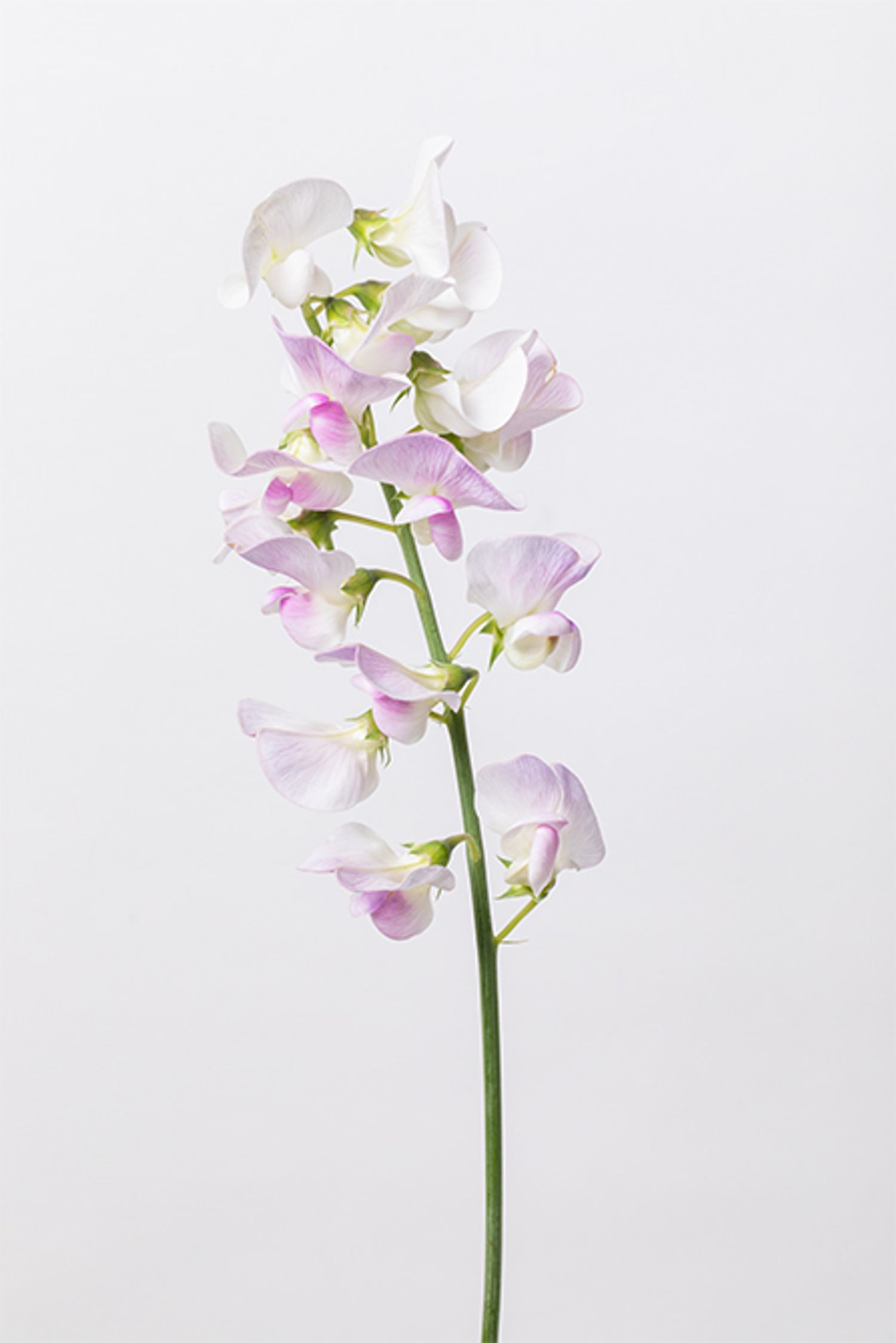 宿根スイートピーピンク。しなやかに伸びる茎と軽やかな花姿が魅力。やわらかなラインがリースに動きを与え、空間にやさしいリズムを生み出します。