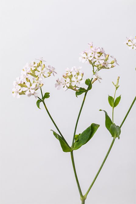 シレネ‘サクラコマチ’。可憐な小花が愛らしい品種。サクラの淡いピンクの色味に自然に溶け込み、統一感を生み出します。