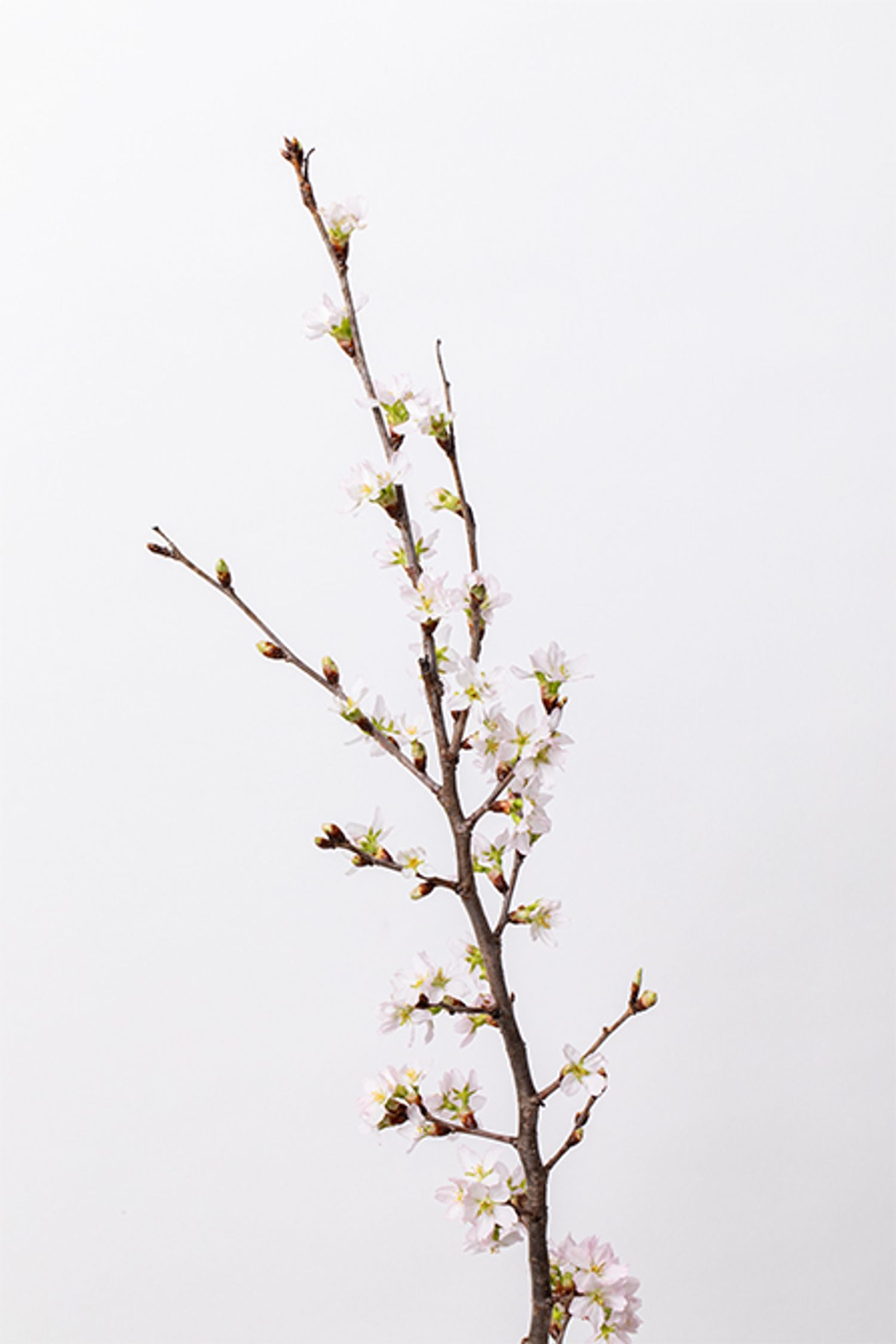 ケイオウザクラ。発色のよい淡いピンクが美しい品種。華やかさをもたらしながら、春らしい明るい彩りをリース全体に広げます。